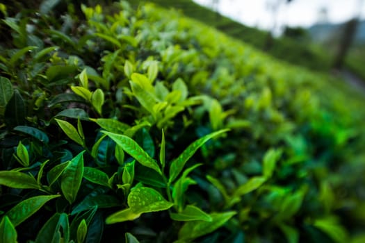 Field of green tea plantation