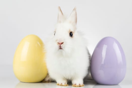 Baby bunny and egg, easter background