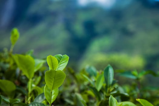 Sri lanka, Asia, Beautiful fresh green tea plantation