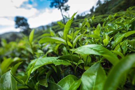 Sri lanka, Asia, Beautiful fresh green tea plantation