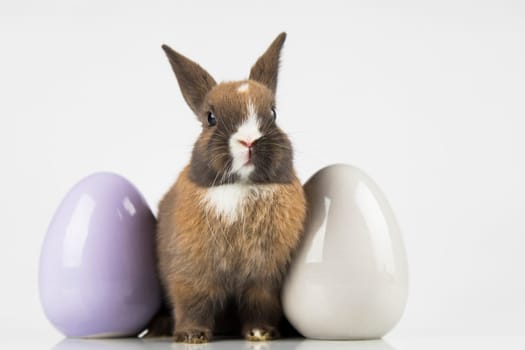 Egg,Little bunny, happy easter background