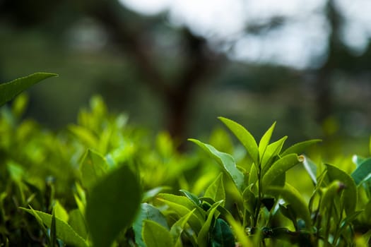 Close up of fresh tea leaves