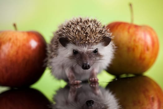 Hedgehog with apple, Autumnal animal