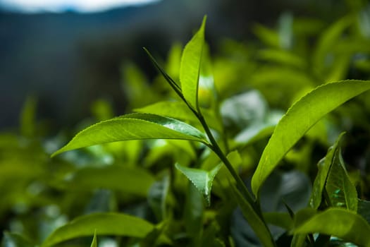 Sri lanka, Asia, Beautiful fresh green tea plantation