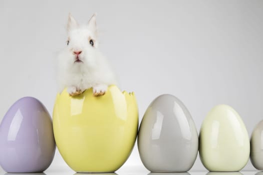 Eggs,Animal Baby bunny, happy easter background