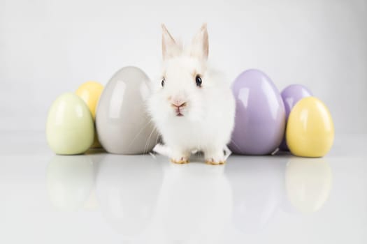 Rabbit, Bunny and easter eggs