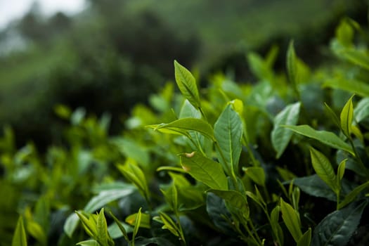 Close up of fresh tea leaves