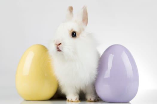 Baby bunny and egg, easter background