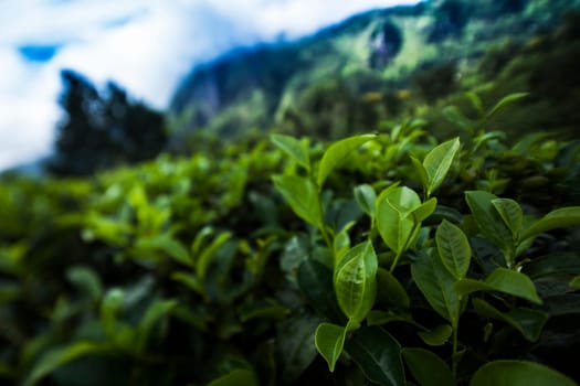 Sri lanka, Asia, Beautiful fresh green tea plantation