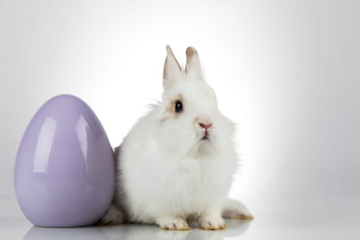 Rabbit, Bunny and easter eggs