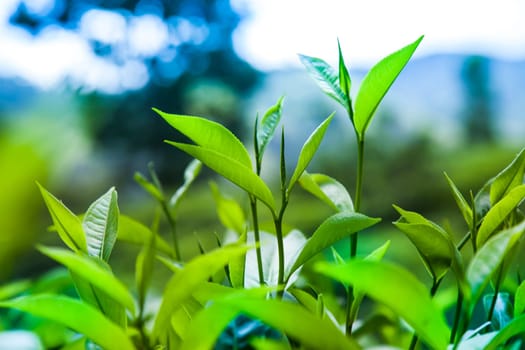 Sri lanka, Asia, Beautiful fresh green tea plantation