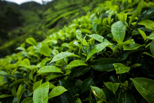 Field tea asia, sri lanka