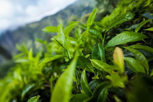 Fresh green tea plantation at Sri lanka