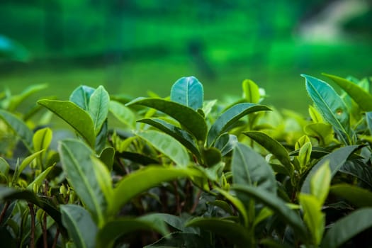 Close up of fresh tea leaves