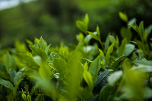 Close up of fresh tea leaves