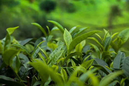 Fresh green tea plantation at Sri lanka