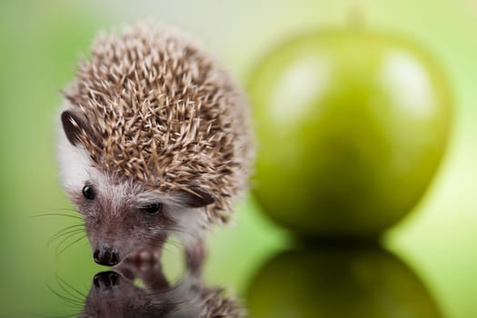 Hedgehog with apple, Autumnal animal