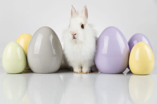 Rabbit, Bunny and easter eggs