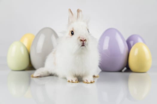 Rabbit, Bunny and easter eggs