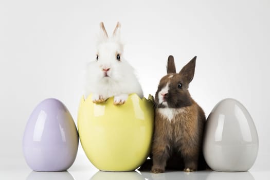 Eggs,Animal Baby bunny, happy easter background