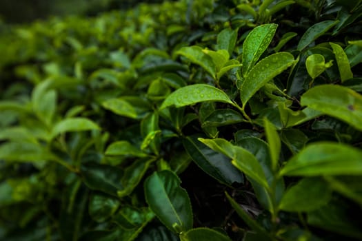 Close up of fresh tea leaves