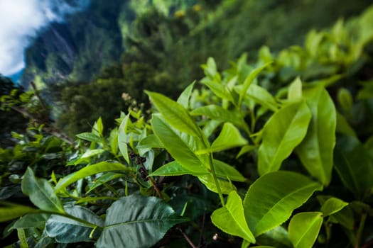 Fresh green tea plantation at Sri lanka