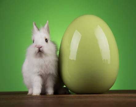 Egg,Little bunny, happy easter background