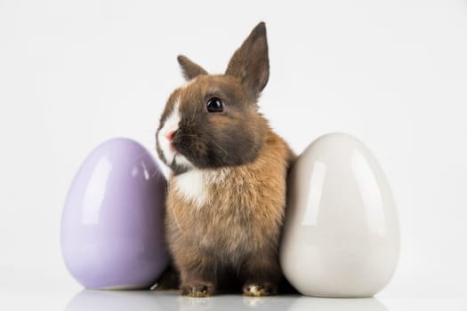 Rabbit, Bunny and easter eggs