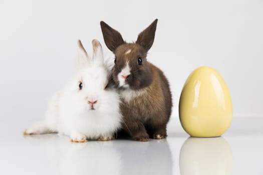 Eggs,Spring baby bunny, happy easter background