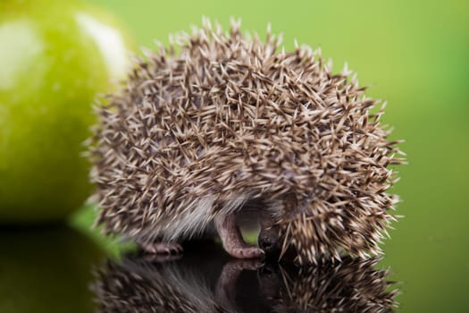 Hedgehog with apple, Autumnal animal