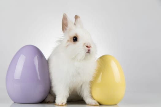 Rabbit, Bunny and easter eggs