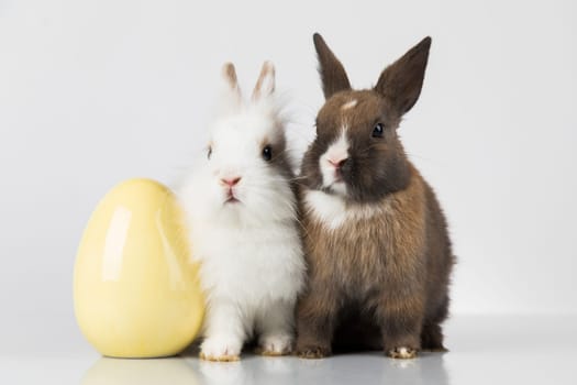 Eggs,Spring baby bunny, happy easter background