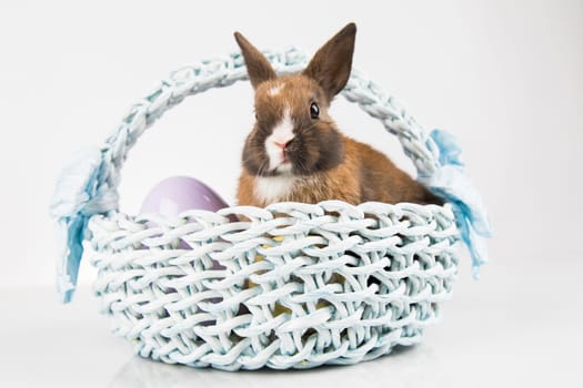 Baby rabbits in a basket