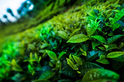 Close up of fresh tea leaves