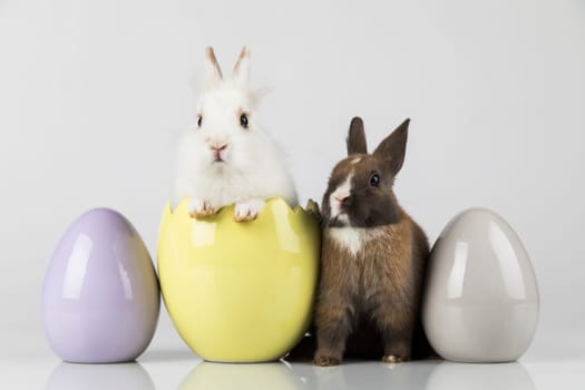 Eggs,Spring baby bunny, happy easter background