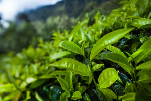 Sri lanka, Asia, Beautiful fresh green tea plantation