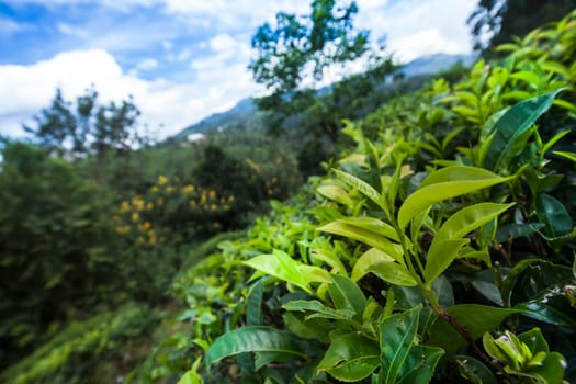 Fresh green tea plantation at Sri lanka