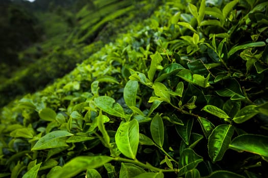 Field of green tea plantation