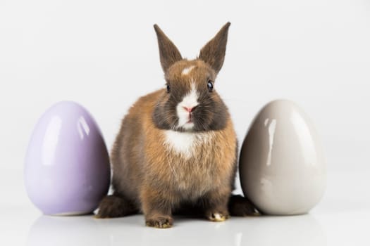 Rabbit, Bunny and easter eggs