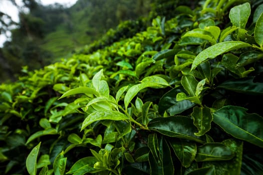Close up of fresh tea leaves