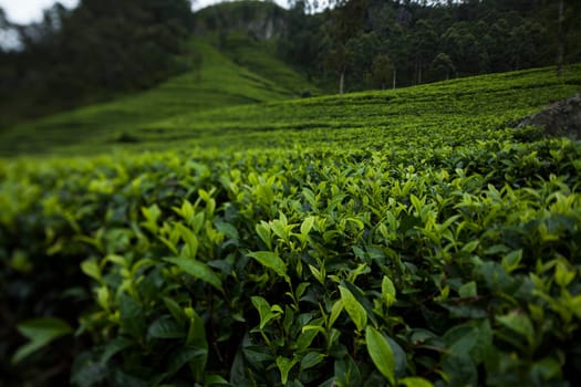 Field of green tea plantation