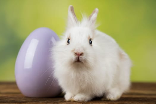 Eggs,Spring baby bunny, happy easter background