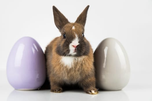 Egg,Little bunny, happy easter background