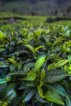 Field of green tea plantation