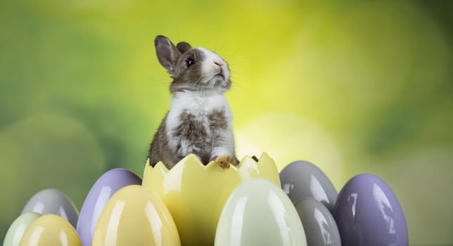 Egg,Little bunny, happy easter background