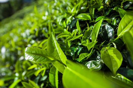 Sri lanka, Asia, Beautiful fresh green tea plantation