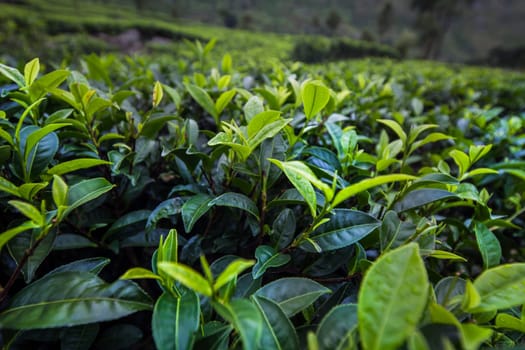 Close up of fresh tea leaves