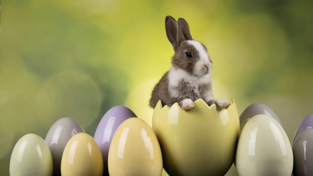 Little bunny, happy easter background