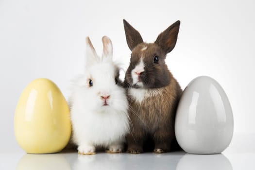 Eggs,Spring baby bunny, happy easter background