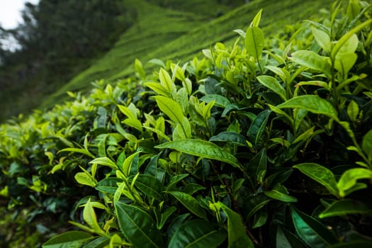 Field of green tea plantation